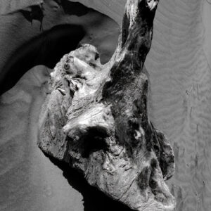 Driftwood III