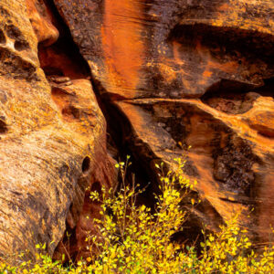 Yellow Bush