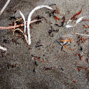 Flotsam
