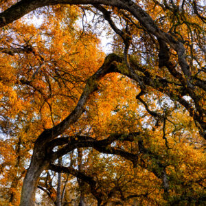 Yellow Oaks